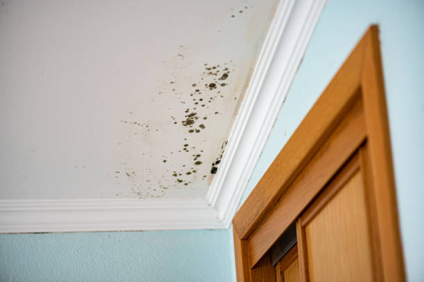 Best Attic Mold Remediation in Pato, WA