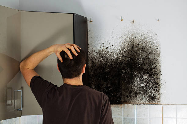 Best Black Mold Remediation in Pato, WA